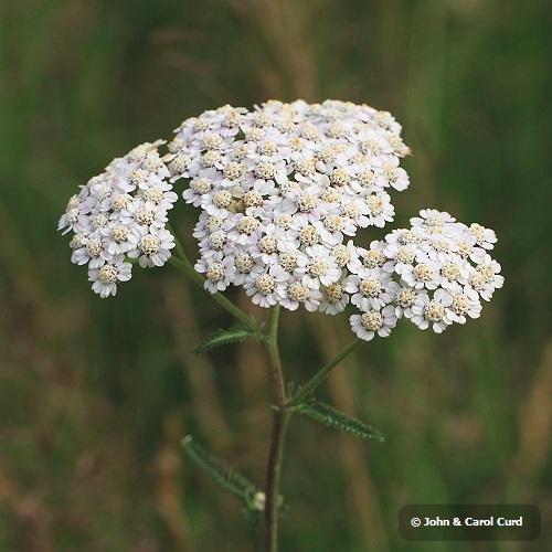 Yarrow _MG_2527.JPG